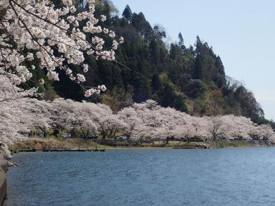 ビワイチ で海津大崎の桜 自動車やけど 奥琵琶湖 滋賀県 の旅行記 ブログ By Gontaraさん フォートラベル ビワイチ で海津大崎の桜 自動車やけど 奥琵琶湖 滋賀県 の旅行記 ブログ By Gontaraさん フォートラベル