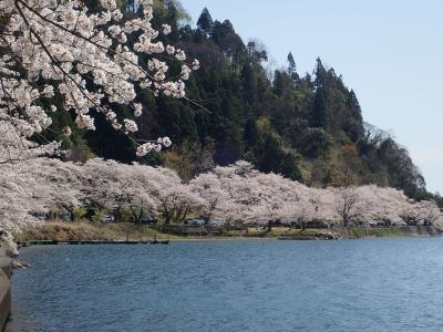 ビワイチ で海津大崎の桜 自動車やけど 奥琵琶湖 滋賀県 の旅行記 ブログ By Gontaraさん フォートラベル