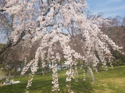 東谷山フルーツパーク の桜 春日井 愛知県 の旅行記 ブログ By ハートネッツさん フォートラベル