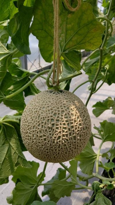 メロン狩りと浜焼きバーベキュー 蒲郡 愛知県 の旅行記 ブログ By にゃんたーさん フォートラベル メロン狩りと浜焼きバーベキュー 蒲郡 愛知県 の旅行記 ブログ By にゃんたーさん フォートラベル