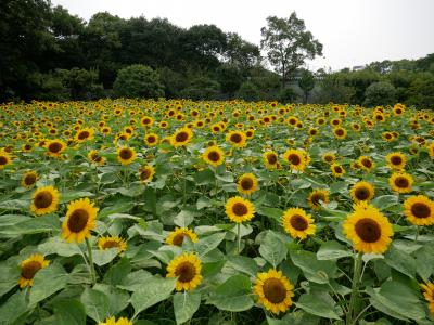 0円旅行記第6弾 年8月 大阪市立長居植物園 ひまわりウィーク 住吉 平野 大阪 の旅行記 ブログ By レッドウイングさん フォートラベル 0円旅行記第6弾 年8月 大阪市立長居植物園 ひまわりウィーク 住吉 平野 大阪 の旅行記 ブログ By レッドウイングさん フォートラベル