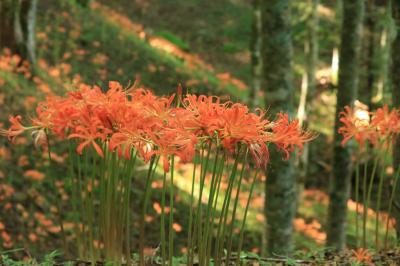 山肌をオレンジに染める大栗山のオオキツネカミソリ 花言葉は妖艶 豊田 愛知県 の旅行記 ブログ By みちるさん フォートラベル