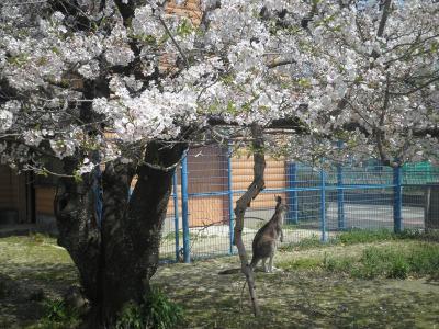 動物福祉を伝える 大牟田市動物園 とレストランだいふくでランチ 大牟田 福岡県 の旅行記 ブログ By Decoさん フォートラベル