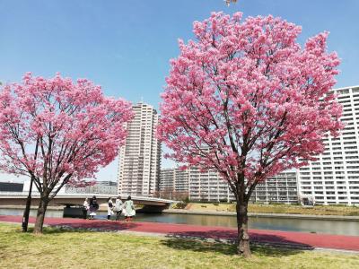 ちょつと早いお花見は陽光桜 汐入公園 21 北千住 南千住 東京 の旅行記 ブログ By Yo Haiさん フォートラベル