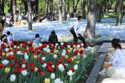 東京の日比谷公園に咲く春の花々 銀座 有楽町 日比谷 東京 の旅行記 ブログ By 東京おやじっちさん フォートラベル 東京の日比谷公園に咲く春の花々 銀座 有楽町 日比谷 東京 の旅行記 ブログ By 東京おやじっちさん フォートラベル