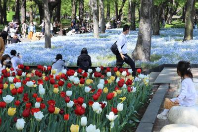 東京の日比谷公園に咲く春の花々 銀座 有楽町 日比谷 東京 の旅行記 ブログ By 東京おやじっちさん フォートラベル