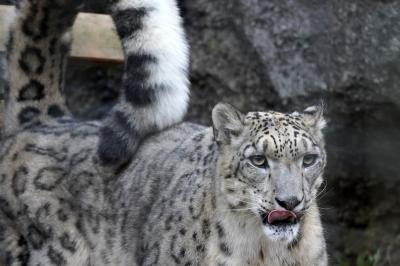 おさんぽ動物園ログ 多摩動物公園 19年11月 多摩 東京 の旅行記 ブログ By しろんさん フォートラベル