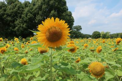 万博記念公園 ひまわり 21 吹田 万博公園 大阪 の旅行記 ブログ By めぇさん フォートラベル 万博記念公園 ひまわり 21 吹田 万博公園 大阪 の旅行記 ブログ By めぇさん フォートラベル