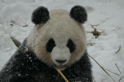 大雪にパンダは大喜び 滑って転がって大はしゃぎ 長沙 中国 の旅行記 ブログ By スイカさん フォートラベル