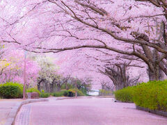 【関西】桜の名所2022年！西日本も含めたお花見・絶景スポットを紹介