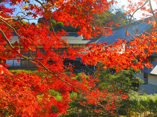 これから行ける 関東と近郊の絶景紅葉スポット トラベルマガジン