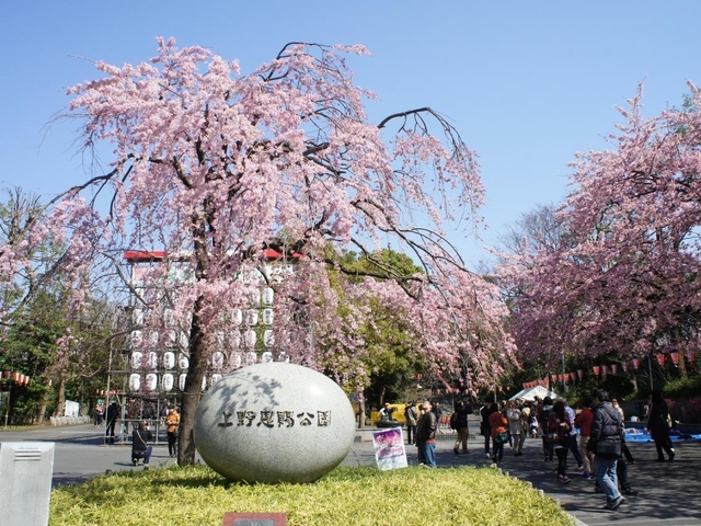 2021年最新版「東京にある桜・花見の名所15選」定番、絶景など | トラベルマガジン