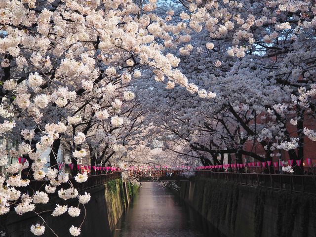 21年最新版 東京にある桜 花見の名所15選 定番 絶景など トラベルマガジン