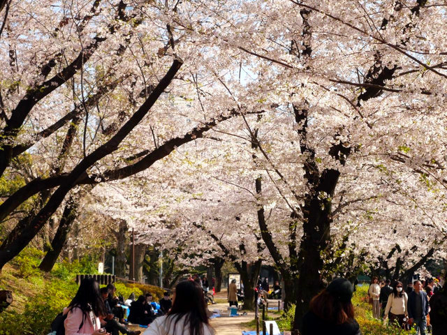 21年最新版 東京にある桜 花見の名所15選 定番 絶景など トラベルマガジン