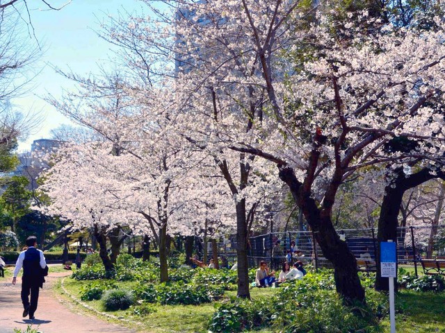 21年最新版 東京にある桜 花見の名所15選 定番 絶景など トラベルマガジン