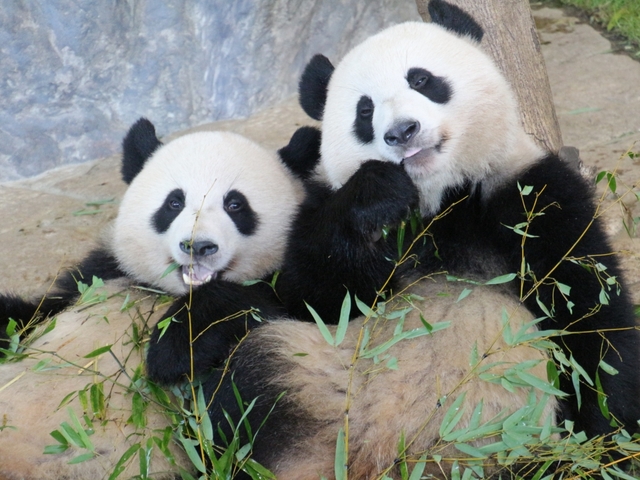 1. アドベンチャーワールド