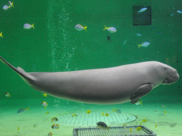 たったこれだけ かわいいラッコに会える希少な国内の水族館 トラベルマガジン