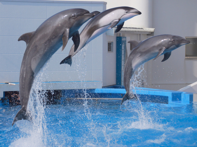 5. 新潟市水族館 マリンピア日本海