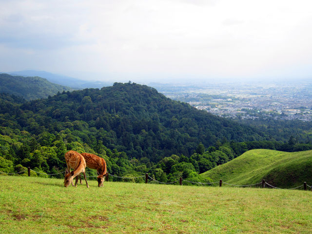奈良のおすすめ観光スポット17選 国宝やお寺以外にも魅力がいっぱい トラベルマガジン