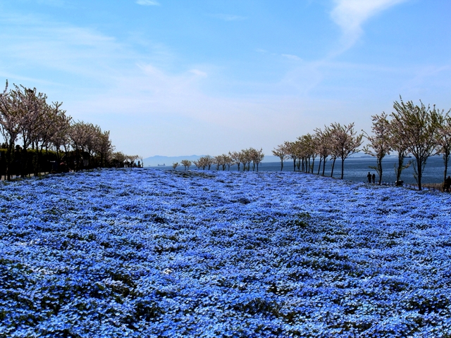 関西近郊の絶景花畑スポット 22年版 見ごろやイベントも紹介 トラベルマガジン