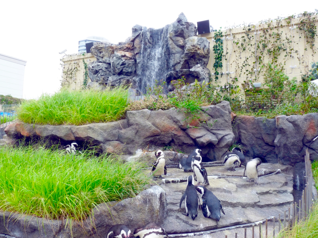 水族館のアイドル かわいいペンギンに会える関東の水族館11選 トラベルマガジン