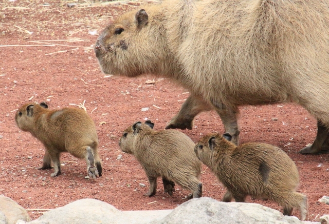 動物の赤ちゃんに会いたい 17年に赤ちゃんが生まれた動物園 トラベルマガジン