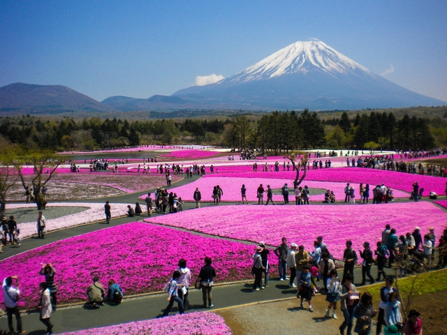 21年 関東近郊の絶景花畑スポット15選 東京から日帰りok トラベルマガジン