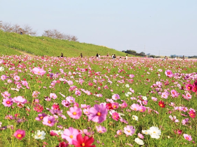 関東 日帰りで行く 秋の絶景おでかけスポット13選 トラベルマガジン