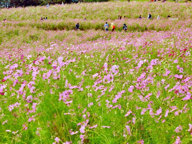 関東 日帰りで行く 秋の絶景おでかけスポット13選 トラベルマガジン