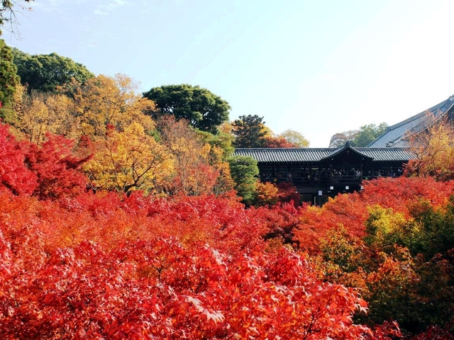 京都の紅葉32選 見ごろ別に紹介 ライトアップや穴場情報も トラベルマガジン
