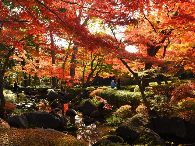 21年 関東で行くべき絶景紅葉スポット7選 日帰りで秋を満喫 トラベルマガジン