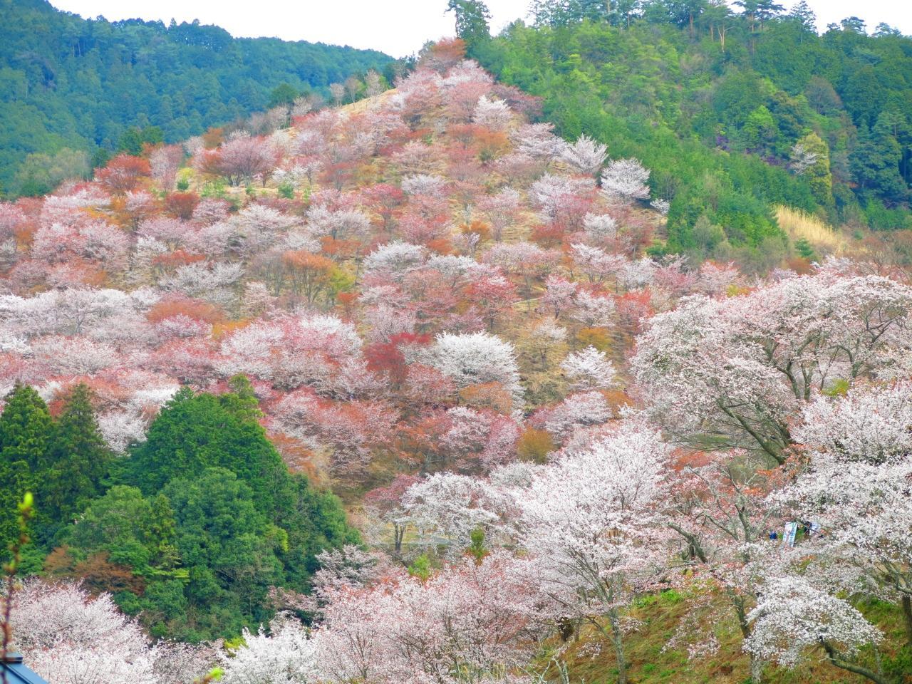 河津桜に千本桜 絶景の桜が楽しめる16年おすすめの花見スポット10選 トラベルマガジン