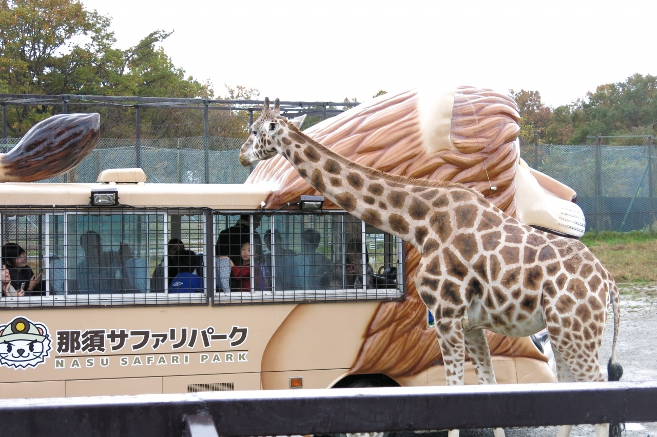 迫力満点 夜の動物たちと出会える国内ナイトサファリ7選 トラベルマガジン